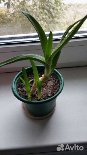 Комнатные цветы алоэ