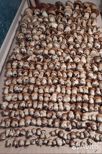 Белые грибы сушеные