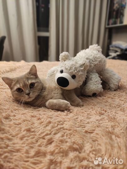 Отдам бесплатно кошечку