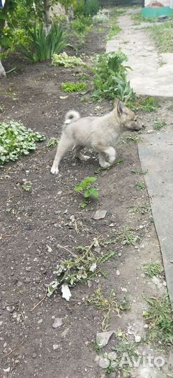 Западно сибирская лайка, щенки