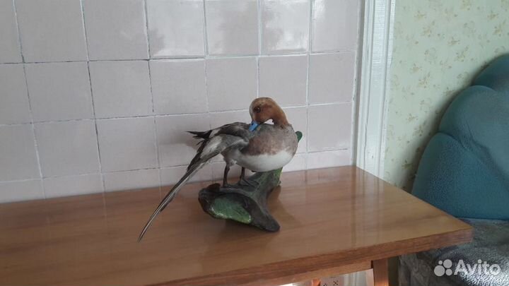 Чучела птиц