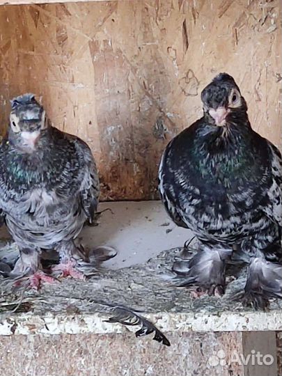 Голуби разных пород, много