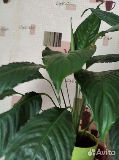 Продам цветок