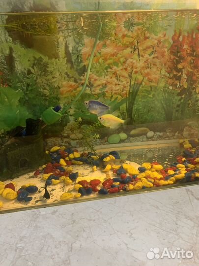Аквариум