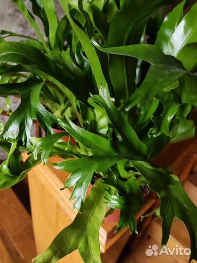 Асплениум нидус криси