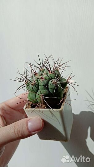 Кактусы и адениум