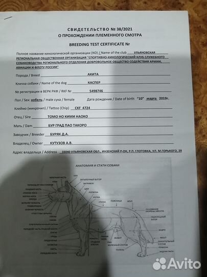 Кобель для вязки