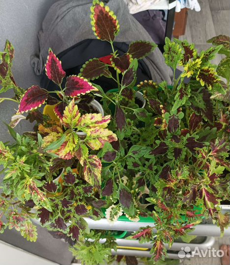 Колеусы и другие комнатные растения