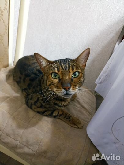 Бенгальская кошка