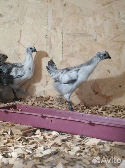 Цыплята Лакеданзи