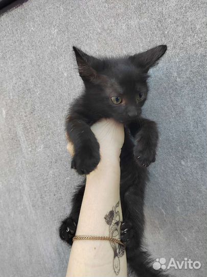 Чудесные котята ищут приют