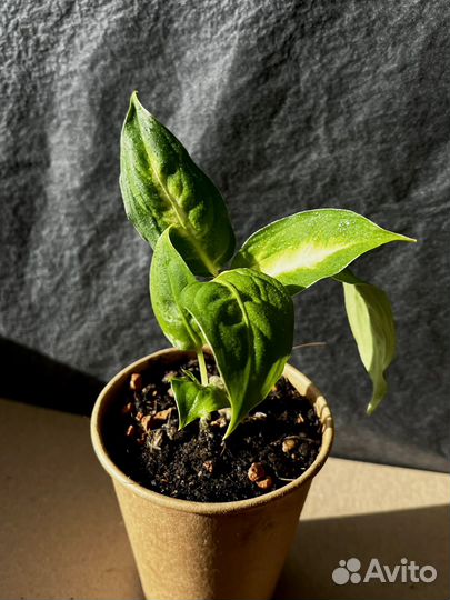 Диффенбахия Камилла / Рефлектор