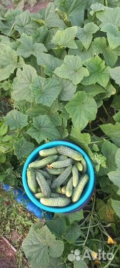 Огурцы домашние