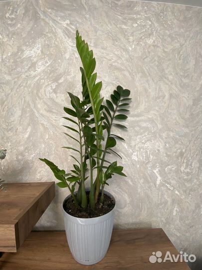 Замиокулькас