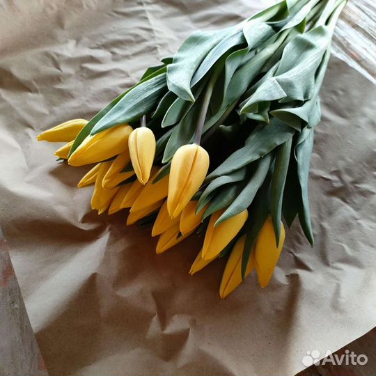 Тюльпаны оптом, от производителя