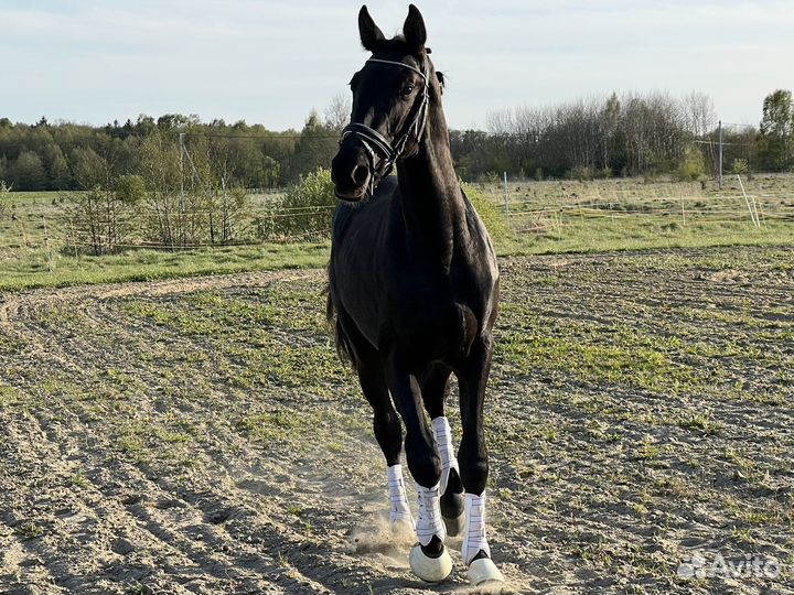 Немецкий Жеребец 2 года