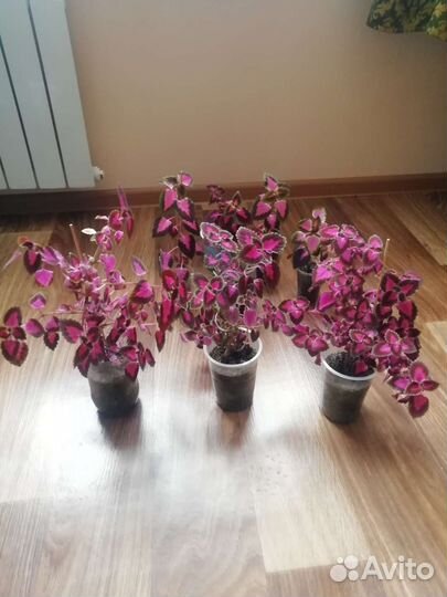 Колеус, укорененные отростки