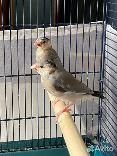 Рисовые амадины