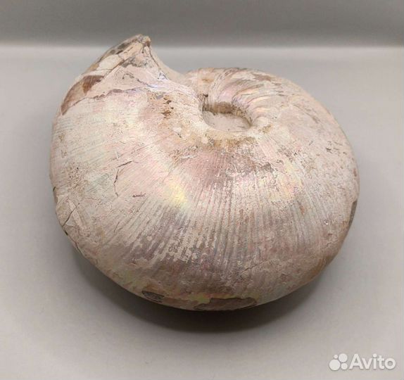 Аммонит Cadochamoussetia, Россия / Окаменелости