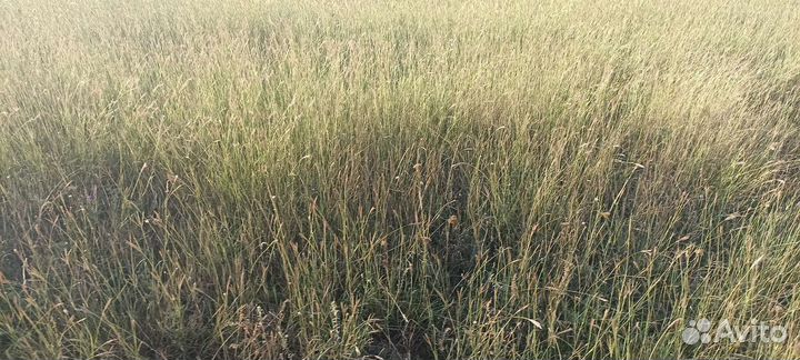 Сено луговое в тюках