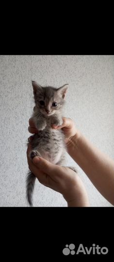 Котенок в добрые руки