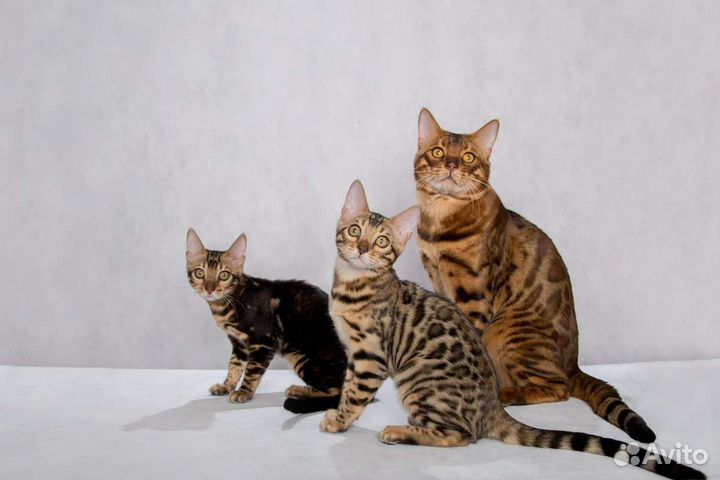 Бенгальские котята