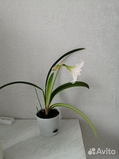 Гиппеаструм амариллис