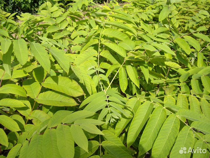 Манжурский орех