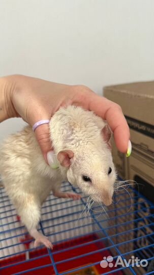 Крыса с клеткой