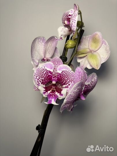 Орхидея фаленопсис биг лип