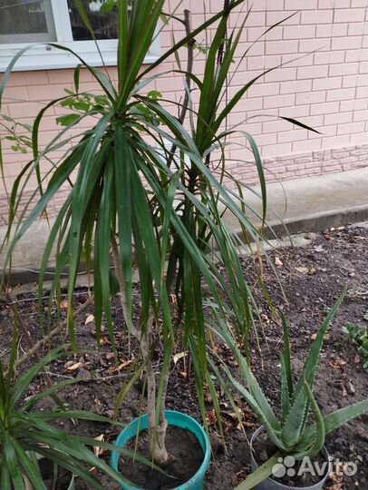 Толстянка, драцена, алоэ