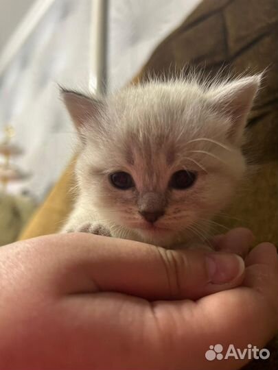 Британские котята