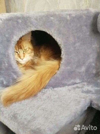 Передержка животных на время отпуска