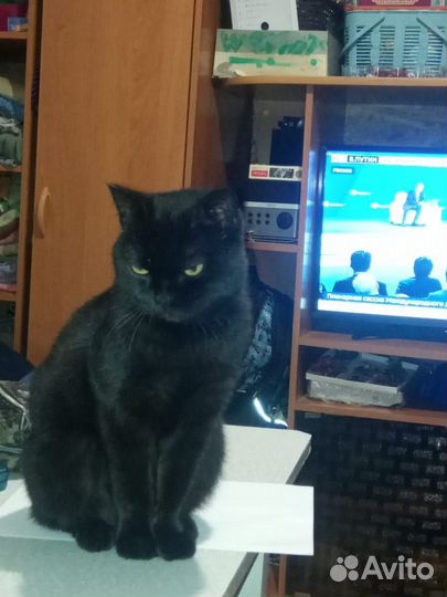 Кошка