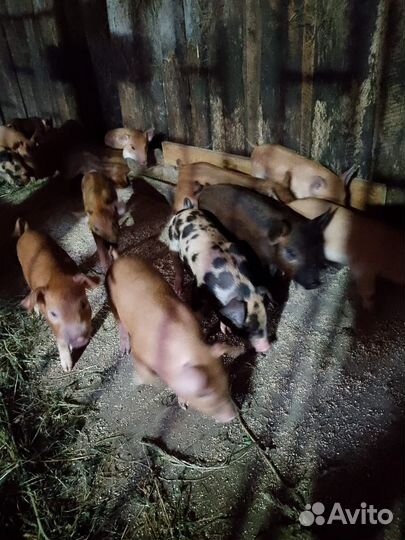 Поросята мангалица +дюрок