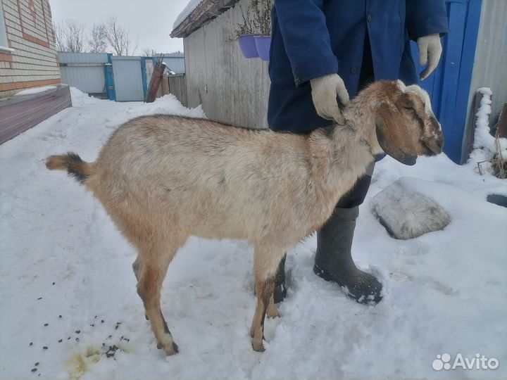 Козочка %% на племя