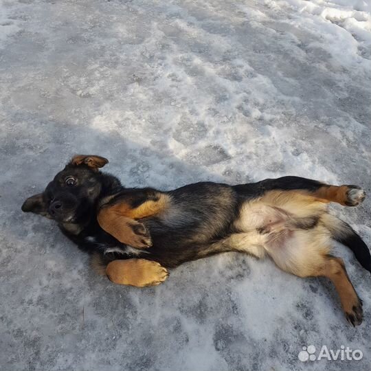 Щенок в добрые руки бесплатно