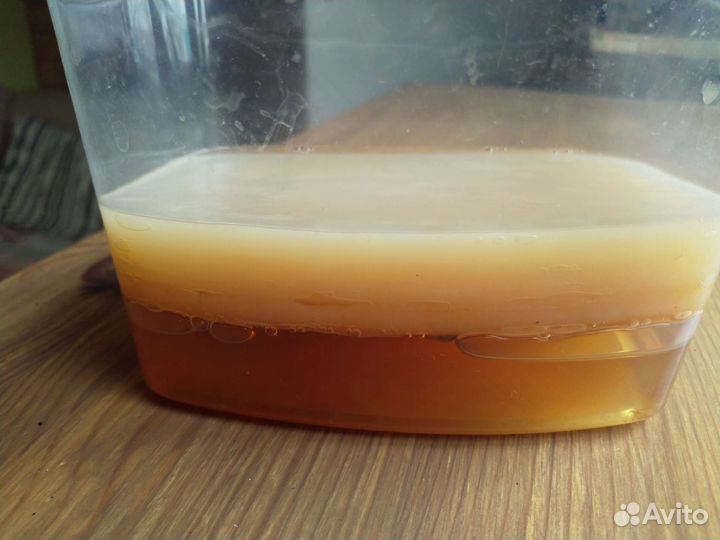 Чайный гриб комбуча