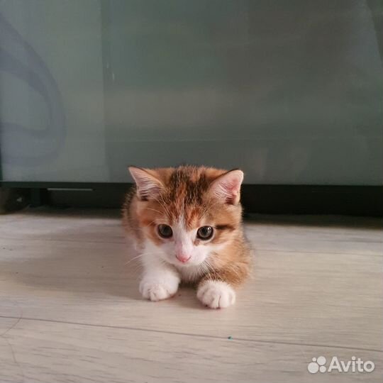 Котенок в добрые руки