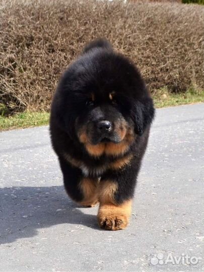 Шикарные тибеты