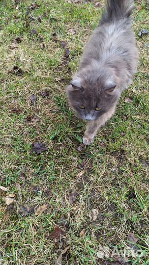 Ласковая кошечка в добрые руки