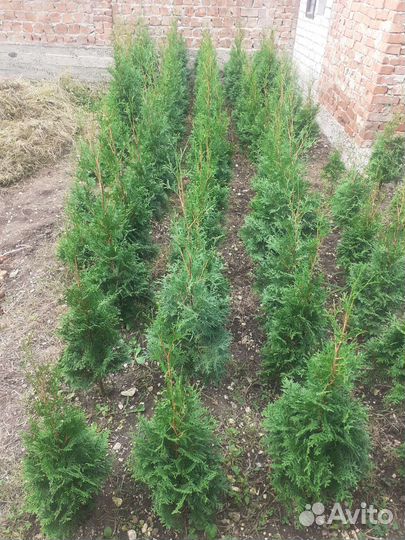 Саженцы самшиты