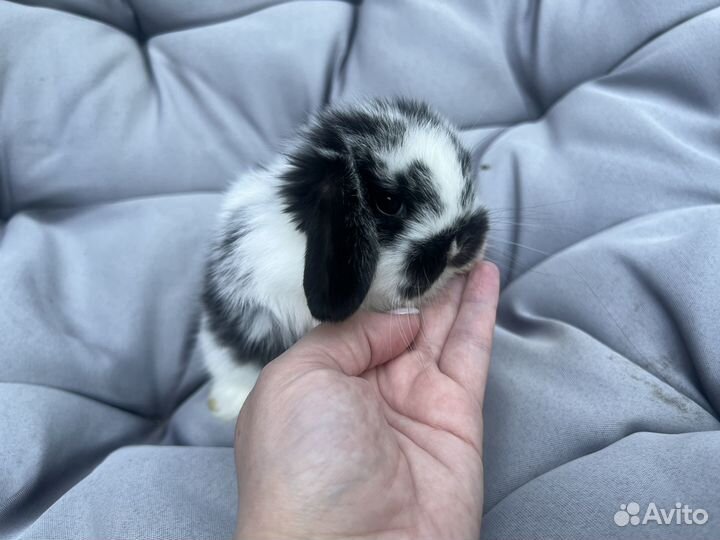 Кролик Mini Lop