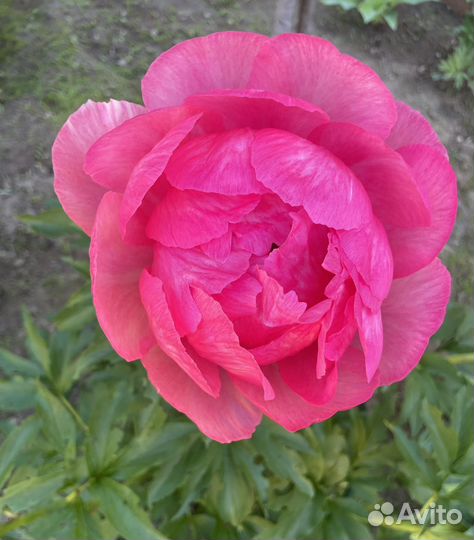 Пион Корал Сансет (куст)