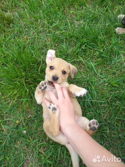 Щенки стаффордширского терьера