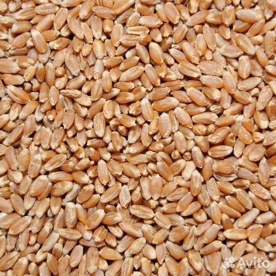 Яровая пшеница