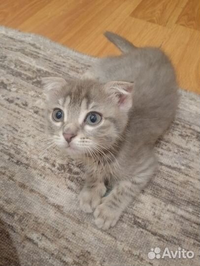 Вислоухие котята