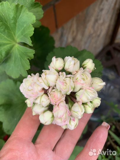 Пеларгония герань