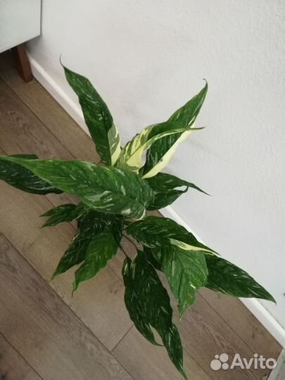 Спатифиллум Даймонд