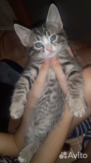 Домашние котята в добрые руки